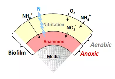 Amoxibeta Generikum