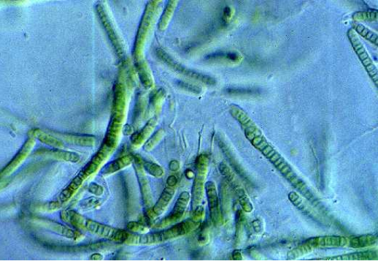 Cooling Tower Microbial